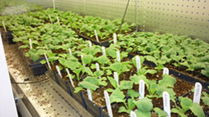 Dept. of Genetics & Plant Breeding Profile